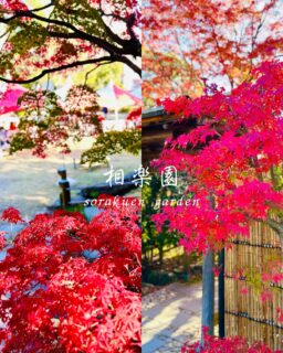 園内真っ赤に色付いています
見頃です

本日は【夜間開園】最終日
19:00まで（最終入園18:30）
日没後ライトアップ

紅葉とあかりの灯る日本庭園
年に一度の素晴らしい景色の和庭園に是非お越しください

#相楽園#sorakuen#日本庭園#神戸観光#散策
#紅葉#モミジ#ドウダンツツジ#秋めく相楽宴#夜間開園
#ライトアップ#紅葉ライトアップ#神戸紅葉
