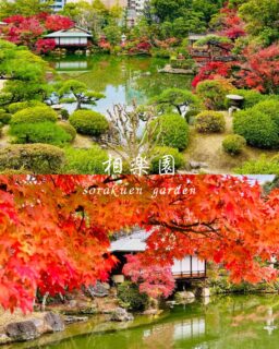 本日の紅葉の様子です

まだまだ園内見頃なモミジもありますが
落葉も目立ち始めました

園路沿いや日本庭園には
紅葉したままのモミジが散っており赤い絨毯のようです
散り始めの今の時期は、見頃の時期とは違う儚い美しさがありますね

真っ赤なドウダンツツジやモミジ、橙色のモミジ
園路沿いにはツワブキの花の黄色も目立ちます
薄ピンク色のサザンカも咲いています

少し気温が下がり冬の訪れを感じますが
相楽園ではもう少し秋の紅葉を楽しめそうです🍁

#相楽園#sorakuen#日本庭園#神戸観光#散策
#紅葉#モミジ#ドウダンツツジ#ツワブキの花#サザンカ
#落葉#秋めく相楽宴#神戸紅葉