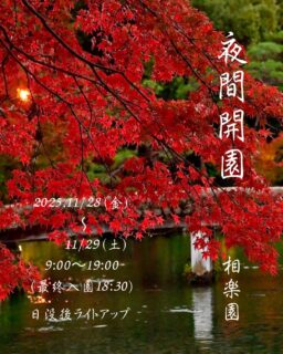 紅葉も見頃を迎えた今
今週末の金曜日土曜日、2日間夜間も開園いたします
紅葉とあかりの灯る相楽園へ是非おでかけください

※画像は昨年のものです

【夜間開園】
11/28（金）.11/29（土）
9:00〜19:00（最終入園18:30）
日没後ライトアップ

※飲食販売はありませんが
期間中（12/7まで）芝生広場にて【創作菓子いおり】さんが
和菓子の販売をしています
数に限りがありますので完売の可能性もあります

#相楽園#sorakuen#日本庭園#神戸観光#散策
#紅葉#モミジ#夜間開園#ライトアップ#芝生広場
#和菓子販売#創作菓子いおり