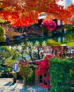12月になりました
早いもので今年も残り1ヶ月です

本日も園内見頃です

庭園は真っ赤なモミジと橙色と緑色の
この季節ならではの豊かな彩りの景色となっています
和庭園には深い朱色がとても映えて美しいです
今だけの一瞬の景色是非ご覧ください

松や灯籠にまとったつたの葉も真っ赤に色付いています
この季節ならではですね🍁

芝生広場では12/7（お昼頃）まで【創作菓子いおり】さん
出店されています
紅葉を眺めながら美味しい和菓子をどうぞ🍡

#相楽園#sorakuen#日本庭園#神戸観光#散策
#紅葉#モミジ#芝生広場#紅葉見頃#創作菓子いおり
#和菓子#神戸紅葉