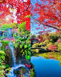 本日の紅葉の様子です
見頃は過ぎ、園路にはたくさんの紅葉したモミジが赤い絨毯の様に広がっています
早めに落葉したものは、色褪せていますが
新しいものは風情がありとても素敵な景色です
冬の訪れを日に日に感じ寂しさもある季節ですが
相楽園の秋の終わりの紅葉の様子を是非ご覧ください

船屋形の奥のモミジはまだまだ見頃な木々もあります🍁
見上げると日差しの中に真っ赤や橙色のモミジが綺麗です

#相楽園#sorakuen#日本庭園#神戸観光#散策
#神戸紅葉#落葉#モミジ#ドウダンツツジ#池の水面に映る紅葉#散ったモミジ#ツワブキの花#秋の終わり#日本庭園の紅葉