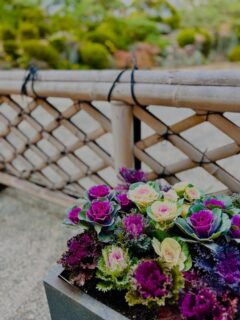 相楽園の受付前の花壇が新しくなりました
ひと足早くお正月らしさのある葉牡丹です

秋の紅葉は終わりを迎え
落葉したモミジも色褪せ始め、庭園の景色も少しずつ冬に近づいています
今の真っ赤なモミジもしばらくしたら全て散ってしまうと思うと寂しくてもったいないですが、庭園ではカンツバキの花芽が出て咲き始めたものもあります
季節の移り変わりを感じます

#相楽園#sorakuen#日本庭園#神戸観光#散策
#紅葉#秋の終わり#モミジの絨毯#落葉
#カンツバキ#サザンカ