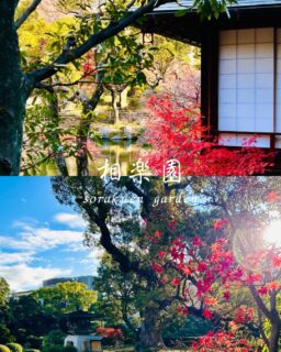 寒い日が続いています
相楽園は木々の葉が落ち、秋の紅葉の彩り豊かな景色から
冬の静けさが広がる景色へと移り変わるころです

まだ一部のモミジだけ赤く残っていますが
園路には所狭しと散ったモミジがいっぱいです

サザンカも今年はたくさん花をつけているように思います
白やピンクの花が、冬の庭園に映えています

#相楽園#sorakuen#日本庭園#神戸観光#散策
#冬の庭園#サザンカ#モミジの絨毯#落葉
#大クスノキ#燈篭#浣心亭