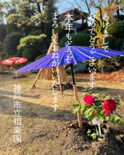 新年あけましておめでとうございます

今年もこの素晴らしい日本庭園をたくさんの皆さまにご覧いただき、喜んでもらえるよう職員一同努めてまいります。

どうぞよろしくお願いいたします

本日の干支饅頭の配布は終了しました
また明日の朝9時からお配りします
お楽しみに😊

#相楽園#sorakuen
#日本庭園
#新年
#干支饅頭