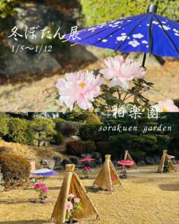 澄んだ青空の下
【冬ぼたん展】開催中です
1/12まで展示しています
予約販売は完売のため終了しました
年明けからたくさんのお客様にご来園いただきありがとうございました😊

#相楽園#sorakuen#冬ぼたん展#無事すぎの路#神戸観光