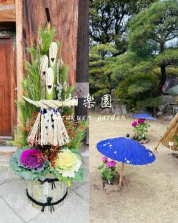 新年開園して2日目の本日も、朝からたくさんのお客様にご来園いただきまして、干支饅頭プレゼントも早くに終了してしまいました🙇明日は干支饅頭プレゼントの最終日です
※先着100名様（お一人様1個）

【無事すぎの路】1/4〜1/12
ご来園の皆さま願いを込めてお通りいただいています

【冬ぼたん展】1/5〜1/12
芝生広場に約60鉢ほどの色鮮やかなぼたんが並んでいます
展示のぼたんは予約販売します※無くなり次第終了します（残り10鉢ほど）展示終了後のお渡しとなります
1鉢1500円（税込）

今年も相楽園へ是非お越しくださいませ

#相楽園#sorakuen#無事すぎの路#冬ぼたん展#干支饅頭プレゼント