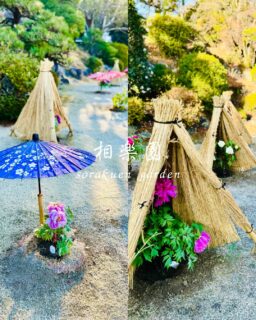 相楽園の冬の朝
真っ白に霜が降りています❄️
朝日が当たると溶けてしまうので、早朝から開園して間も無くの間だけ、キラキラと反射した朝霜の景色が広がります
この時期だけの美しい景色です
池の水も鏡のように透き通っていてとても綺麗です

空気も冷たく静かな冬の庭園ですが
芝生広場では【冬ぼたん展】開催中1/12まで
色鮮やかなぼたんが大輪の花を咲かせています
※販売は終了しました

【無事すぎの路】も1/12まで
〜1年無事に過ぎますように〜
願いを込めてお通りください

#相楽園#sorakuen#冬ぼたん展#無事すぎの路#冬の庭園朝霜