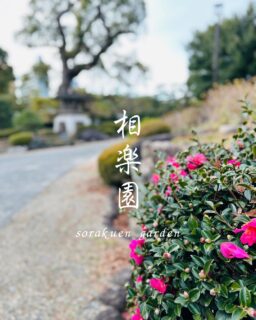 冬ぼたん展も終了し
色みの少ない冬の庭園には、唯一目にとまる濃いピンクのカンツバキやサザンカなどが咲いています

池の水は澄み渡り、鏡のようです
池の鯉は、端っこの方でじっとしています
水温の低いこの時期は鯉も静かに体力温存しています

#相楽園#sorakuen#冬の庭園#カンツバキ#鯉